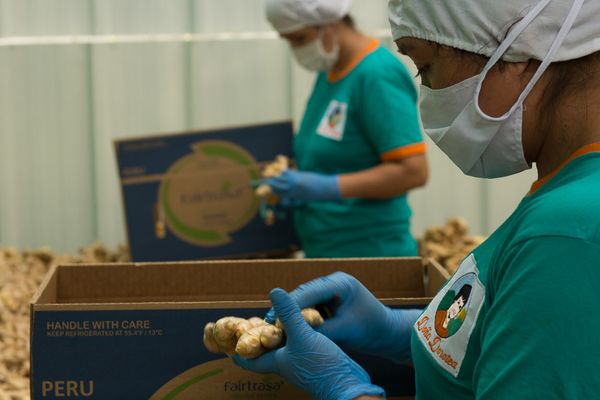FRESH ORGANIC GINGER from 페루 supplied by Fairtrasa Peru S.A. - Carton Box (=Cardboard Box) 통생강