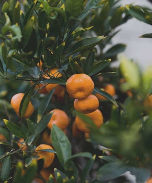 Mandarin from 남아프리카공화국 supplied by Lucerne Fresh - Orange 신선 만다린