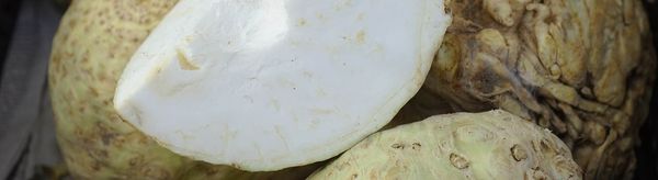 Fresh Celeriac from Netherlands supplied by Mooij Vegetables - Whole Celeriac
