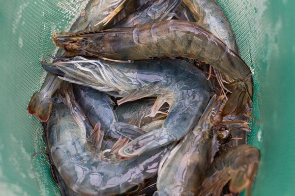 Pacific White Shrimp from 미국 supplied by Midland Co. - White Shrimp (=Litopenaeus setiferus=Penaeus setiferus=Northern white shrimp=Atlantic White Shrimp) 신선 새우