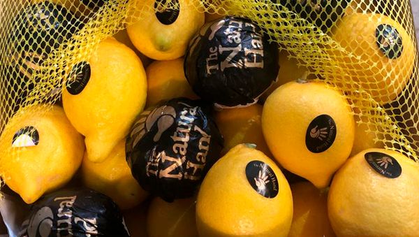 Fresh Lemon from 스페인 supplied by The Natural Hand - Fino (=Primofiori=Mesero=Blano=Primofiore) 신선 레몬