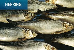 frozen herring from 노르웨이 supplied by Sevrin Tranvåg AS - Frozen 청어