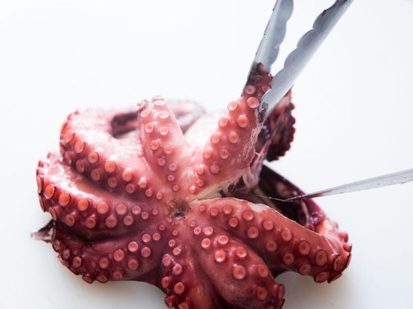 Cooked Octopus from 스페인 supplied by Perez Viñas SA - Cooked (Not Frozen) 냉동 문어