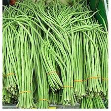 fresh long bean from Sri Lanka supplied by roots n routes pvt ltd - Pods Long Bean
