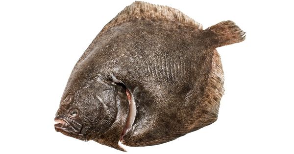Fresh Turbot from Denmark supplied by Elite Seafood - Fresh (=Chilled=Raw) Frozen Turbot