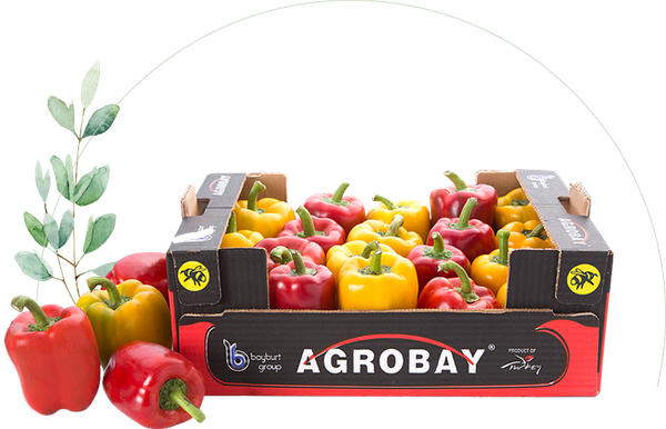 Fresh Bell Pepper from 튀르키예 supplied by Agrobay Seracilik - Yellow 신선 피망