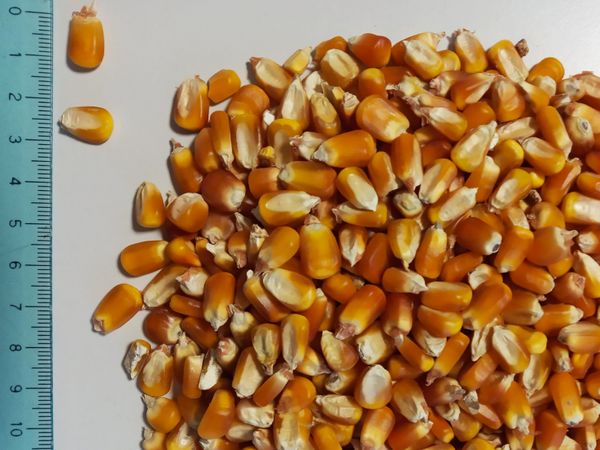 Non-GMO Yellow Corn from Argentina supplied by Chadileo S.R.L. - Medium Maize (Corn)