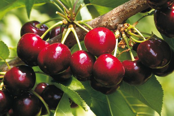 Cherry from 이탈리아 supplied by D'Avino Baldassare - Sweet Cherry - Kordia (=Cordia=Attica=Attika) 신선 체리