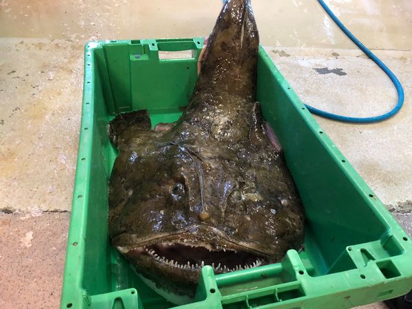 Fresh Monkfish from 노르웨이 supplied by Eskøy AS - Whole (=In The Round) 냉동 아귀