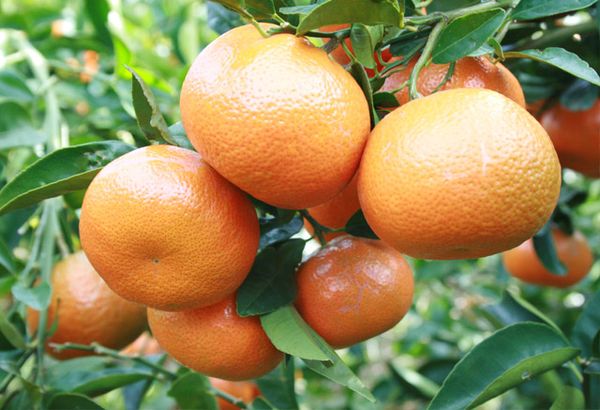 Clementine from 남아프리카공화국 supplied by Denau Fruit - Clementine 신선 클레멘타인