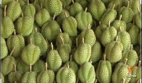 Durian Monthong from Thailand supplied by OP Fruits Co., LTD. - Good Quality Fresh Durian
