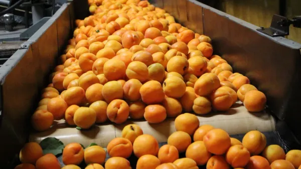 Apricot from 뉴질랜드 supplied by Darlings Fruit Ltd - Fresh (=Chilled) 신선 살구