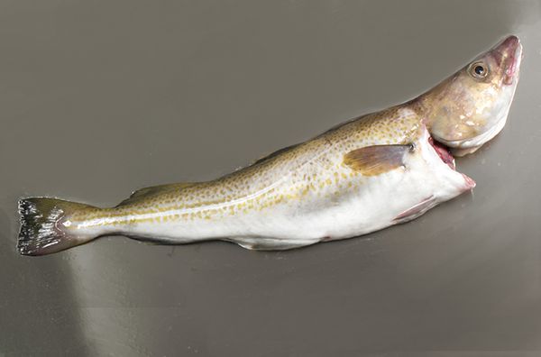 fresh cod from Iceland supplied by Iceland Seafood do Brasil Ltd. (SI Group) - Fillet Frozen Cod