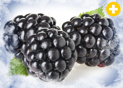 IQF blackberries from 독일 supplied by Alfred Zindel AG - Whole 신선 블랙베리