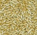 Canary Seed from 캐나다 supplied by All Commodities (AC) Trading Ltd. - Dried 카나리시드