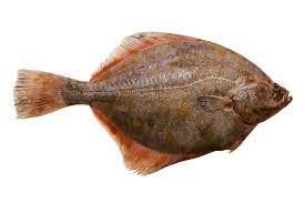 Frozen Plaice from 덴마크 supplied by Harald Iversen and Son - Frozen - Raw Frozen 냉동 넙치