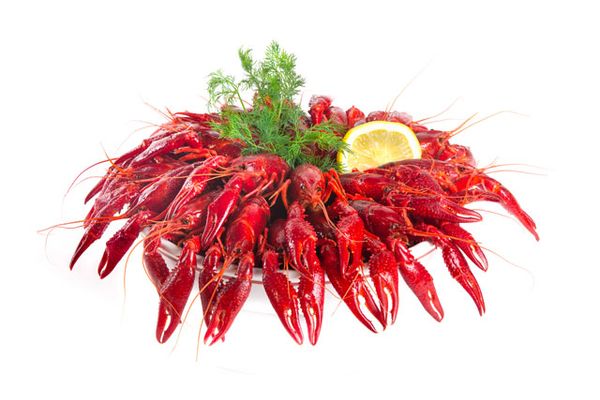 Crayfish in dill sauce from 스페인 supplied by ALFOCAN S.A. - Whole 가재