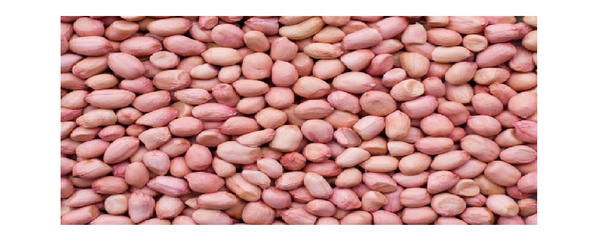 Ground nut (peanut) from 인도 supplied by GREENLAND FRESCO - Blanched 땅콩 알맹이