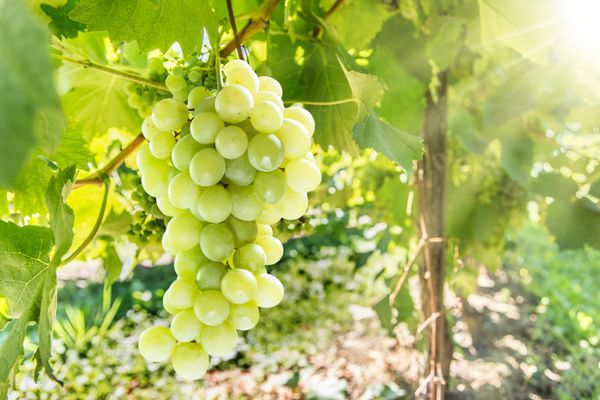 Organic Grape Juice from United States supplied by Greenwood Associates Inc. - Organic Grape Juice