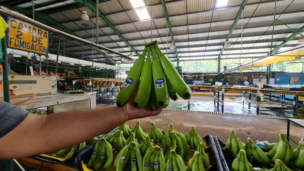 Banana from 과테말라 supplied by Palo Blanco Fresh Foods - Yellow - Ripe 신선 바나나