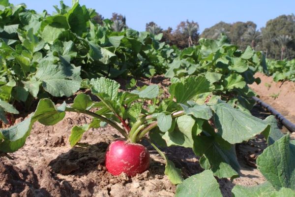 Fresh Radish from Israel supplied by Rami Kentor Farm - Red Radish