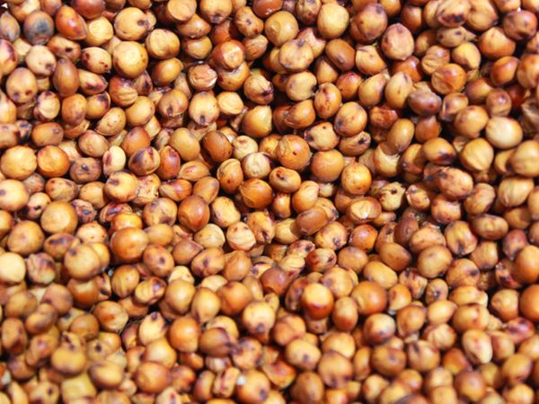 Sorghum Seed from United States supplied by B-H Genetics. - For Seed Sorghum