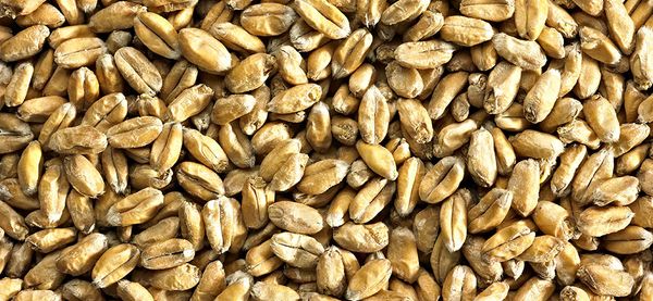 Wheat Malt from 영국 supplied by Simpsons Malt - 밀엿기름