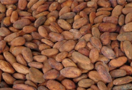 cocoa from Peru supplied by Cooperat. Agr. Cafet. Jose Olaya Ltda. N° 252 - Brown Cocoa Bean
