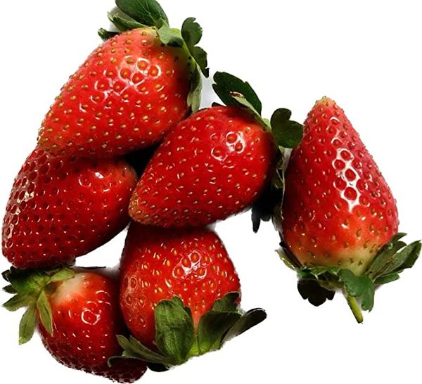Fresh Strawberry from 세르비아 supplied by CoolFood d.o.o. - Conventional 신선 딸기