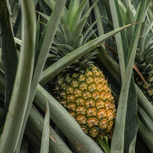 Fresh Pineapple from 코스타리카 supplied by Piñaalbo de Alajuela S.A. - Fresh (=Chilled) 신선 파인애플