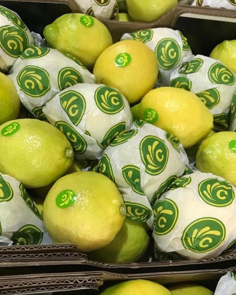Fresh Lemon from 네덜란드 supplied by Four season fruit supply - Yellow 신선 레몬
