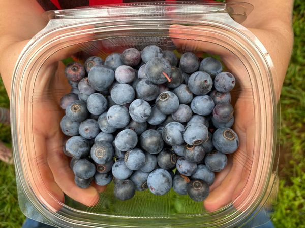Blueberry from 남아프리카공화국 supplied by Blueberry Heights Farm - 진한 파란색 신선 블루베리