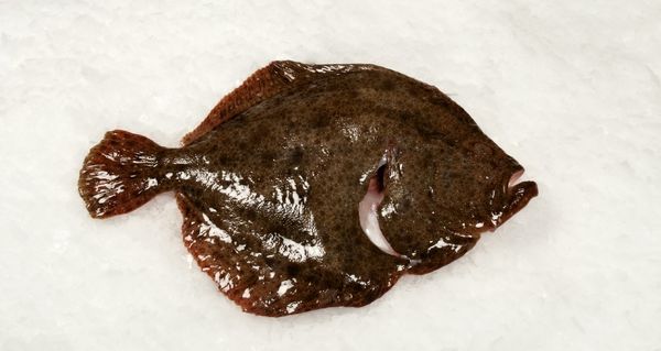 Fresh Turbot from Denmark supplied by Hesselholt Fish Export - Fresh (=Chilled=Raw) Frozen Turbot
