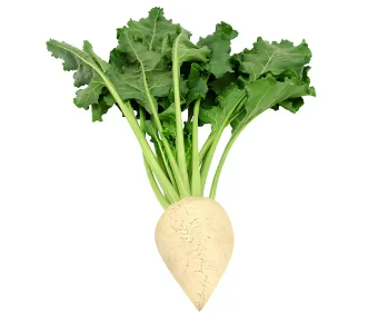 Fresh Sugar Beet from 체코 supplied by Zemědělská farma Bratkovice - Pavel Reš - Fresh (=Chilled) 사탕무