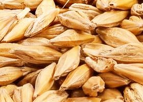 Barley from 미국 supplied by Anchor Ingredients Co., LLC - Brown 보리