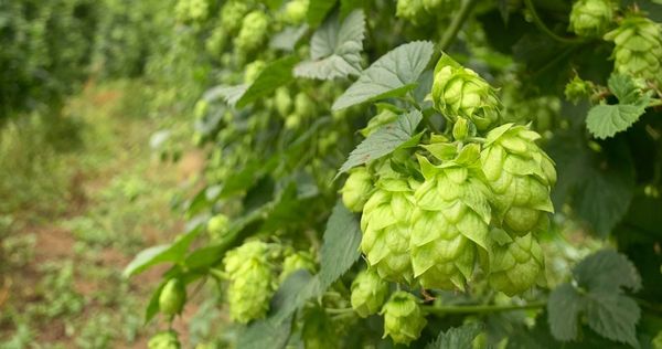 Hop from 호주 supplied by Hop Products Australia - Aroma Varieties 홉