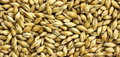 Barley Malt from 영국 supplied by Simpsons Malt - Individually Wrapped (=IW) 보리맥아