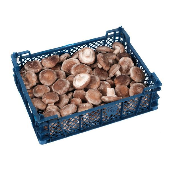 Shiitake Mushroom from Poland supplied by Uprawa Pieczarek Grzegorz Borowczyk - Cultivated Shiitake Mushroom