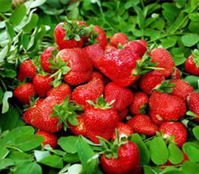 Strawberry from 중국 supplied by Qingdao Zhongkangyuan Agricultural Products Co., Ltd. - Red 신선 딸기
