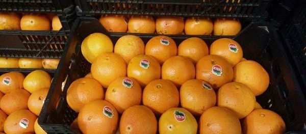 Orange from 포르투갈 supplied by ANTÓNIO RODRIGUES TERESO & FILHOS, LDA - 주황색 신선 오렌지