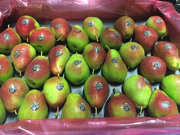 Forelle Pear from 남아프리카공화국 supplied by De Keur Marketing (Pty) Ltd - 혼합 - 빨간색과 녹색 신선 배