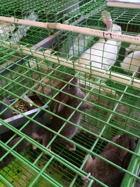 Rabbit meat from 이집트 supplied by Al Forsan company for real estate investment and Educational services - With Bone 토끼고기
