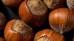 Shea Nuts from 가나 supplied by Muza Company Ltd - Organic 시어너트