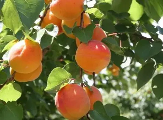 Peaches from 미국 supplied by Todd Greiner Farms Packing LLC - Whole 신선 복숭아