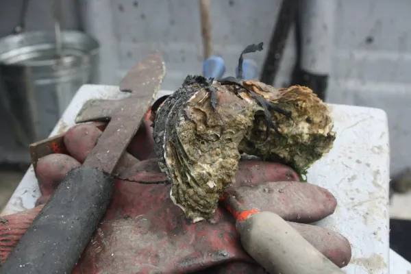 Medium Rock Oyster from 영국 supplied by Richard Haward's Oysters - Half Shell (=Half Shelled=Half Shucked) 신선 굴