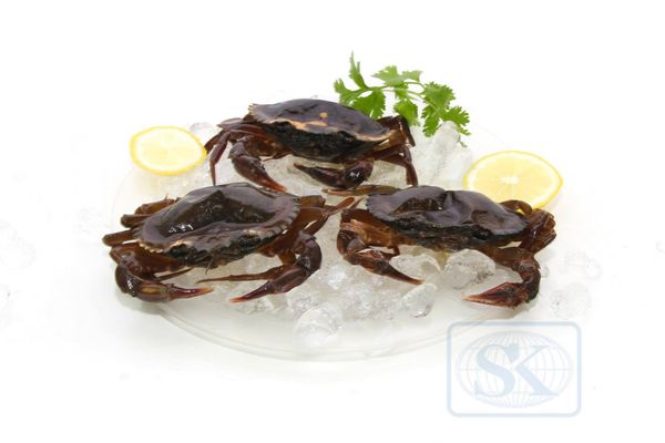 Frozen Crab from 말레이시아 supplied by SK FROZEN FOOD IMPORT AND EXPORT SDN BHD - 꽃게 - 블루 스위밍 크랩 냉동 게