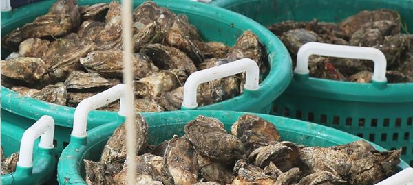 Fresh Oyster from 미국 supplied by W. Ellery Kellum, Inc. - Whole (=In Shell=Unshucked) 신선 굴