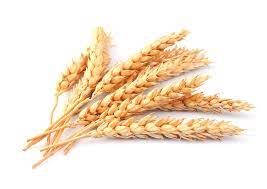 Wheat from Czechia supplied by Zemědělská farma Bratkovice - Pavel Reš - White Wheat