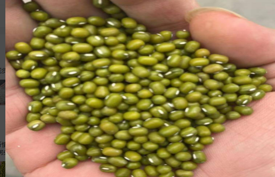 GREEN MUNG BEAN from 미얀마 [버마] supplied by LAIWU TAIFENG FOODS CO., LTD - Kayan Shwe Wah 말린 녹두