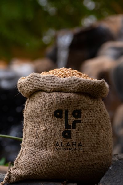chickpeas from 수단 supplied by Alara For Invesments - High Quality 말린 병아리콩